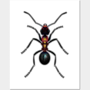 Ant Posters and Art